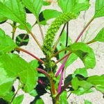 Palmer amaranth, pictured, and waterhemp can growly very quickly — up to two to three inches a day in optimal conditions. | File photo