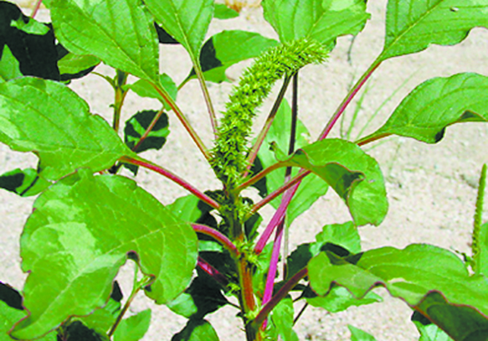Palmer amaranth, pictured, and waterhemp can growly very quickly — up to two to three inches a day in optimal conditions. | File photo
