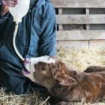 Research has found that bottle-fed calves are soonest to nurse, at 2.3 hours, and the combination calves take the longest at 9.2 hours. Tube-fed calves nursed in four hours. | File photo