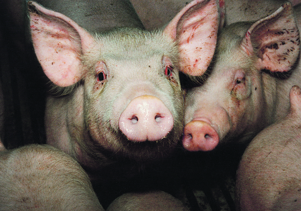 A swine specialist says barns might need to be warmed well before moving in the pigs.  |  File photo