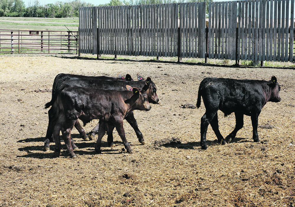 A recent study at the University of Saskatchewan’s Western College of Veterinary Medicine found that antibody levels at weaning were highest in calves that received bovine coronavirus vaccines intranasally at birth followed by intramuscular administration at turn-out and weaning.  |  File photo