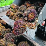 Malaysia, the world’s second largest producer of palm oil, has described the European Union’s renewable energy directive as discriminatory. | Reuters/ Hasnoor Hussain photo