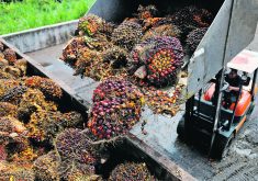 Malaysia, the world’s second largest producer of palm oil, has described the European Union’s renewable energy directive as discriminatory.  |  Reuters/ Hasnoor Hussain photo