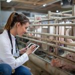 “I think we’re going to be able to make data-driven decisions on the farm almost instantaneously,” said Iowa State University animal science professor Jason Ross in a presentation at the Manitoba Swine Seminar. | Getty Images