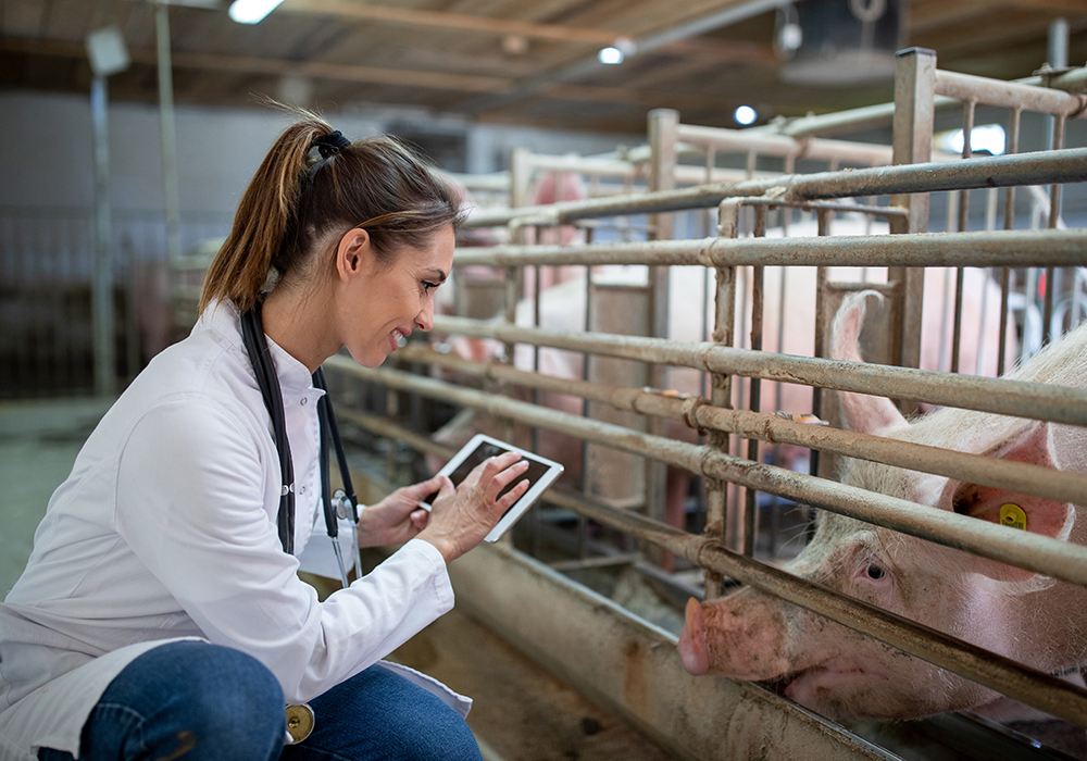 “I think we’re going to be able to make data-driven decisions on the farm almost instantaneously,” said Iowa State University animal science professor Jason Ross in a presentation at the Manitoba Swine Seminar. | Getty Images