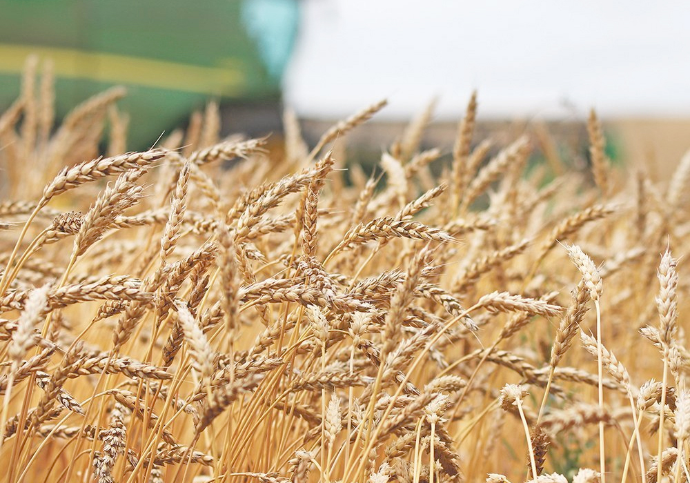 The International Grains Council is forecasting 392 million tonnes of production by the major exporters, an eight million tonne increase over 2023-24 levels. The United States and Australia will be responsible for most of the increase, said the MarketsFarm analyst.  | File photo