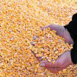 Negotiators for the European Parliament and the Belgian EU presidency agreed to add oats, maize, groats and honey to the list, while keeping the limit as the average of 2022 and 2023 imports. | File photo