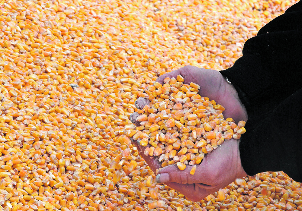 Negotiators for the European Parliament and the Belgian EU presidency agreed to add oats, maize, groats and honey to the list, while keeping the limit as the average of 2022 and 2023 imports. | File photo