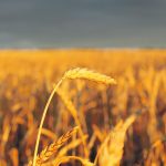 A proposal for a new grain exchange would work in association with the BRICS group, which comprises Brazil, Russia, India, China and South Africa, as well as Egypt, Ethiopia, Iran and United Arab Emirates. | File photo