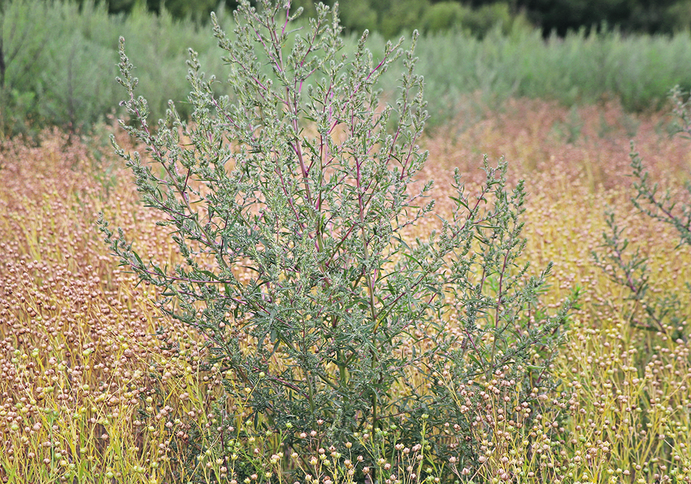 Of the farmers we surveyed, 71 per cent were either extremely concerned or very concerned about weed resistance, while 28 per cent of farmers were either not at all concerned or somewhat concerned. | File photo