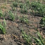 The NDP opposition says the Saskatchewan government should have planned for a potentially serious drought instead of “sort of just crossing their fingers.” | File photo