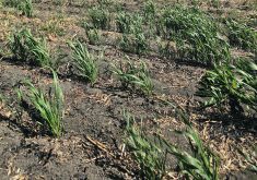 The NDP opposition says the Saskatchewan government should have planned for a potentially serious drought instead of “sort of just crossing their fingers.”  |  File photo