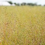 Camelina, as well as covercress, brassica carinata and winter canola, are being promoted as sustainable aviation fuel feedstock because they can be grown as cover crops. | File photo