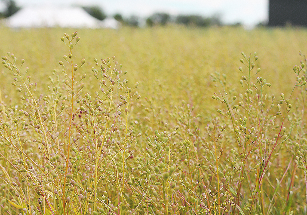 Camelina, as well as covercress, brassica carinata and winter canola, are being promoted as sustainable aviation fuel feedstock because they can be grown as cover crops.  |  File photo