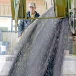 Markets don't tend to pop back up after a prolonged downturn. Instead, Mike Jubinville of MarketsFarm anticipates more of a sideways trading range for a crop like canola, with some decent pricing opportunities along the way. | File photo