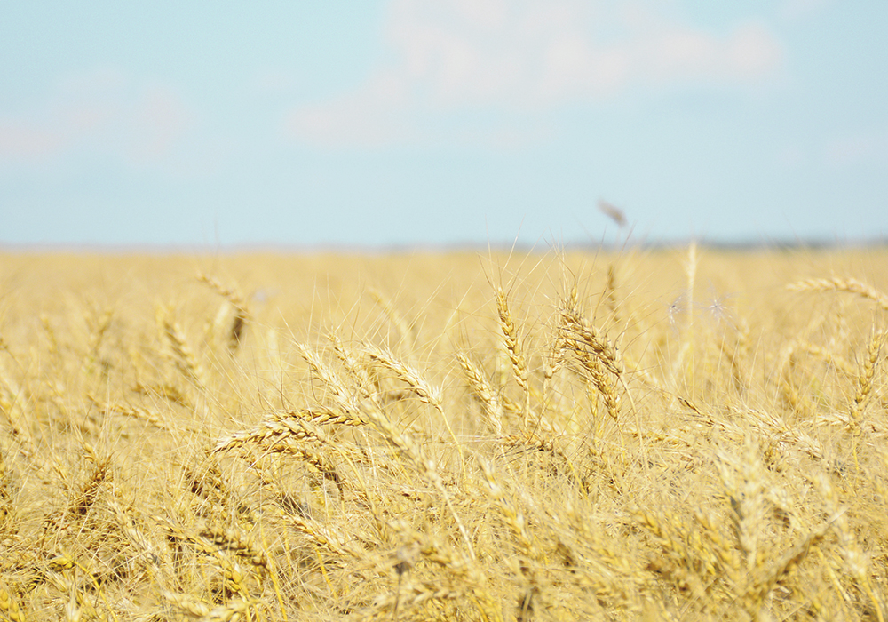 A variety of factors have increased wheat futures recently, but it’s uncertain whether any of them will have long-term implications that will generate a sustained price rally.   |  File photo