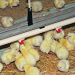 AltaGreen is developing three products for chicks, broilers and hens and will seek Canadian Food Inspection Agency approval to move to market in Canada once the research is completed. | File photo