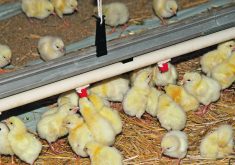 AltaGreen is developing three products for chicks, broilers and hens and will seek Canadian Food Inspection Agency approval to move to market in Canada once the research is completed.  |  File photo