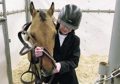Sophie Vodon of Brandon readies Nicely Dun for the ring, in which the two 11-year-olds won two second places and a fourth. | Ed White photo