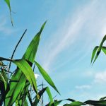 The scattering of shortwave radiation as it passes through our atmosphere causes the sky to be blue during the day. | File photo