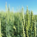 Recent wheat shipment cancellations have raised concerns of flagging Chinese demand, but analysts say they will not affect overall demand because lower prices will spur buying, along with more government funds allocated to boost grain and oilseed stockpiles. | File photo
