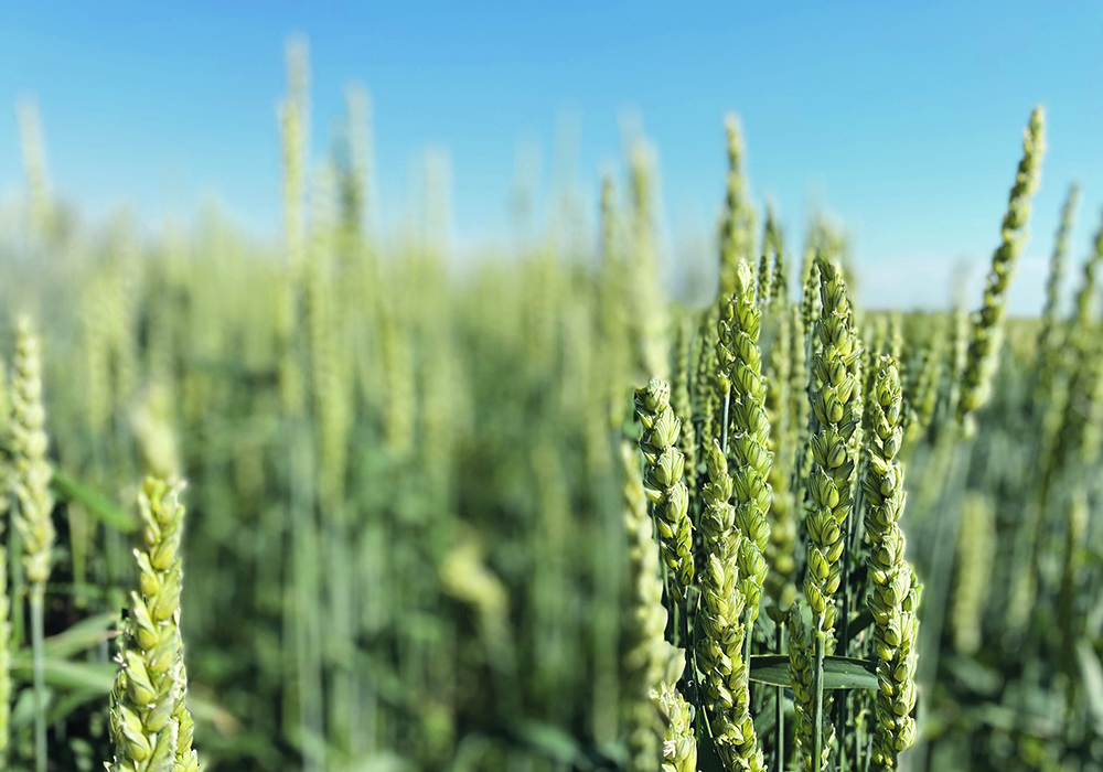 Recent wheat shipment cancellations have raised concerns of flagging Chinese demand, but analysts say they will not affect overall demand because lower prices will spur buying, along with more government funds allocated to boost grain and oilseed stockpiles.  |  File photo