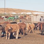 With strong cattle prices, LPI is offering the highest floor prices in the program’s history. | File photo