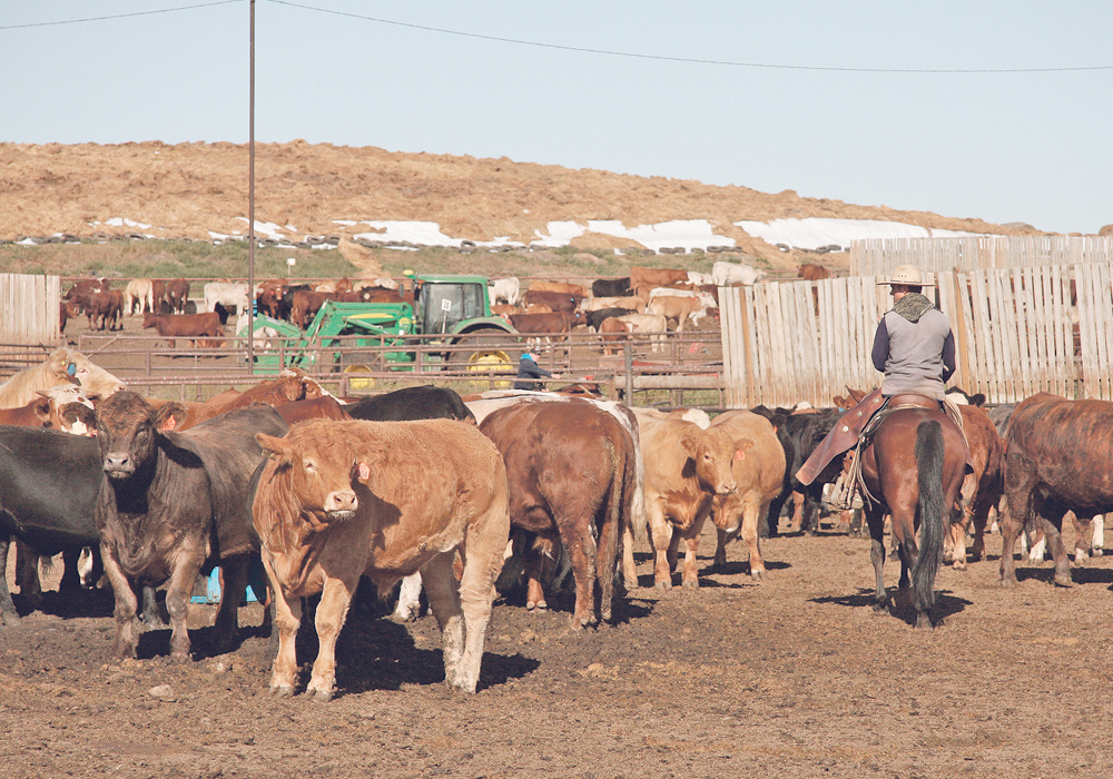 With strong cattle prices, LPI is offering the highest floor prices in the program’s history. | File photo