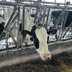 Cows weren’t expected to be infected with high pathogenic avian influenza, but so far it doesn’t appear to pass between cattle. | John Greig photo