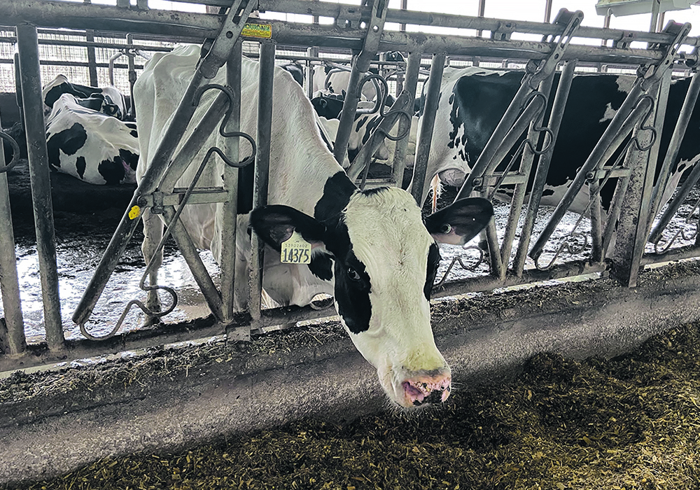 Cows weren’t expected to be infected with high pathogenic avian influenza, but so far it doesn’t appear to pass between cattle.  |  John Greig photo