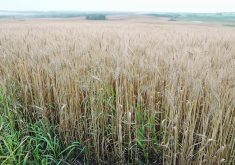 Sask. Crop Insurance acting CEO Jeff Morrow said the province’s crop insurance fund has been withdrawn, with almost $6 billion in claims in three years. This has forced the provincial Treasury Board Crown Corporation to increase premiums in order to build the fund back up.  |  File photo
