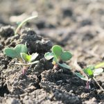 One way to cope with a moisture shortage is to set a canola seeding rate that results in five to eight plants per sq. foot. The lower end of the range may be appropriate in dry conditions, but don’t risk a thin stand. | File photo