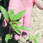 Waterhemp was first confirmed in Manitoba in 2016 and has since spread through eastern and into central Manitoba and has popped up as far west and north as the Rural Municipality of Dauphin near Riding Mountain National Park and the RM of Ellice-Archie along the Saskatchewan border. | File photo