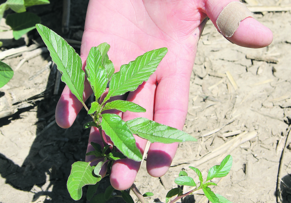 Waterhemp was first confirmed in Manitoba in 2016 and has since spread through eastern and into central Manitoba and has popped up as far west and north as the Rural Municipality of Dauphin near Riding Mountain National Park and the RM of Ellice-Archie along the Saskatchewan border.   |  File photo