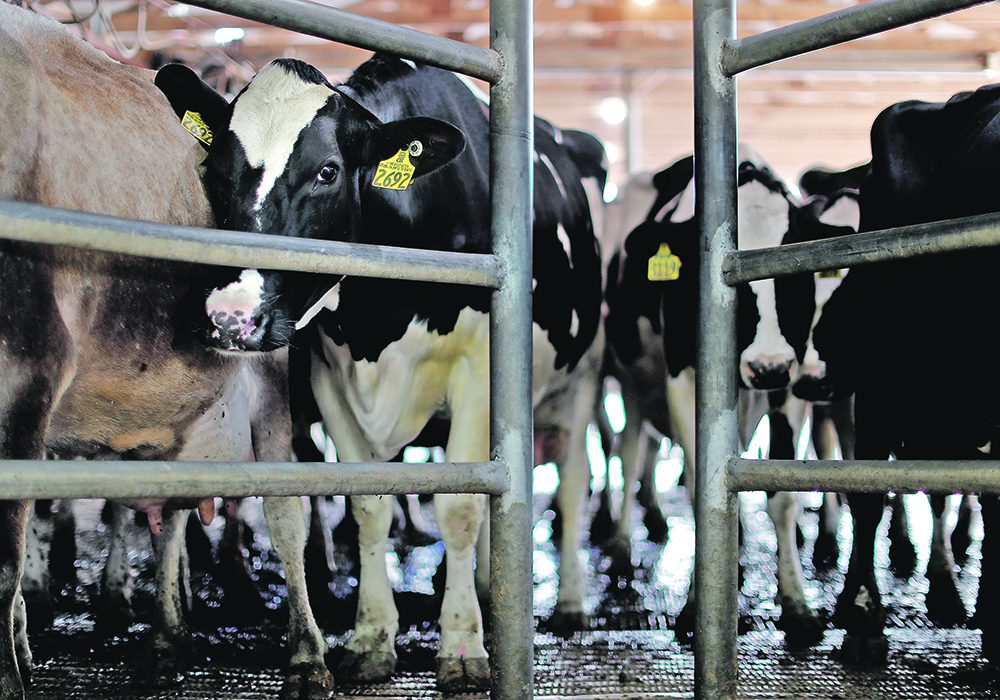 This is another example of an emerging disease issue that we will have to adapt to. So far, it appears relatively mild in cattle. Work with your veterinarian if you identify any unusual disease symptoms in the herd. | Reuters photo