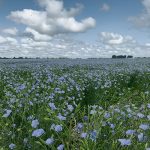 A proposed increase in tariffs on imports of cereals and oilseeds from Russia and Belarus would shift the EU’s attention from Black Sea flax back to Canadian supplies. It has the potential to boost both old and new crop prices depending on the timing of the implementation of the proposed regulation, according to Kent Anholt, operations manager with Rayglen Commodities Inc. | File photo