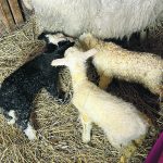 A dairy ewe with her triplet ewe lambs. The ewe was bred to a Dorper ram so her lambs are Dorper crosses. | Kari Powell photo
