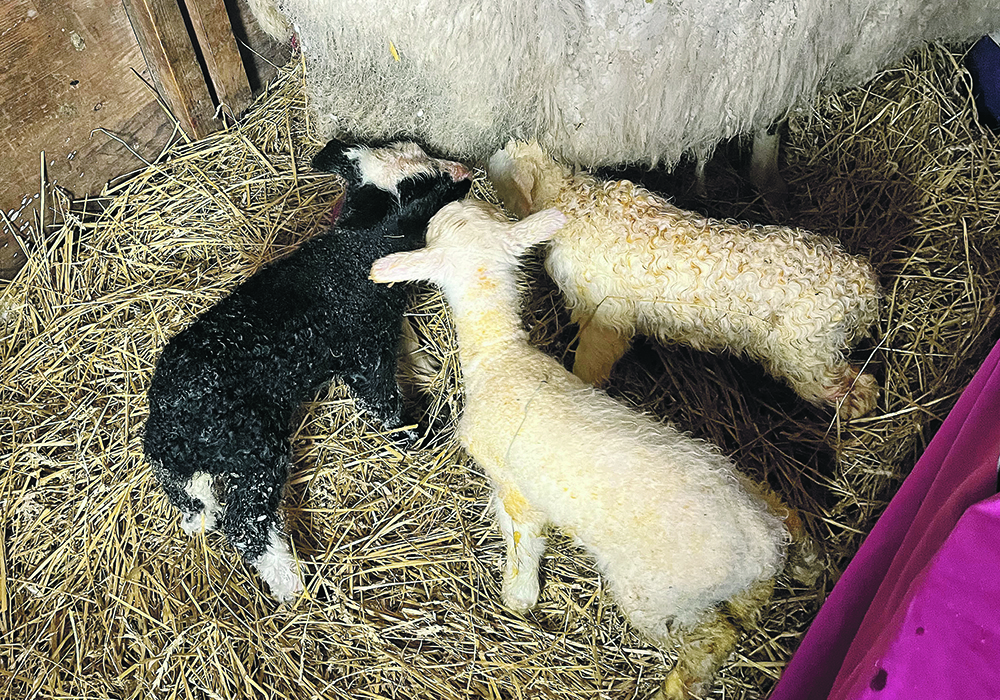 A dairy ewe with her triplet ewe lambs. The ewe was bred to a Dorper ram so her lambs are Dorper crosses. |  Kari Powell photo