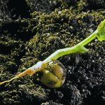 Germination is defined as the seed’s ability to break the seed coat with roots expanding out of the seed. Storage conditions and time can affect vigour. | File photo