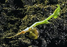 Germination is defined as the seed’s ability to break the seed coat with roots expanding out of the seed. Storage conditions and time can affect vigour. | File photo