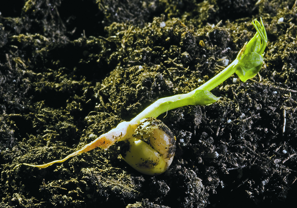 Germination is defined as the seed’s ability to break the seed coat with roots expanding out of the seed. Storage conditions and time can affect vigour. | File photo