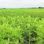 A fully podded field of lupins. The crop is similar to peas in that it thrives with regular rainfall and moderate temperatures. | Alberta Pulse Growers photo