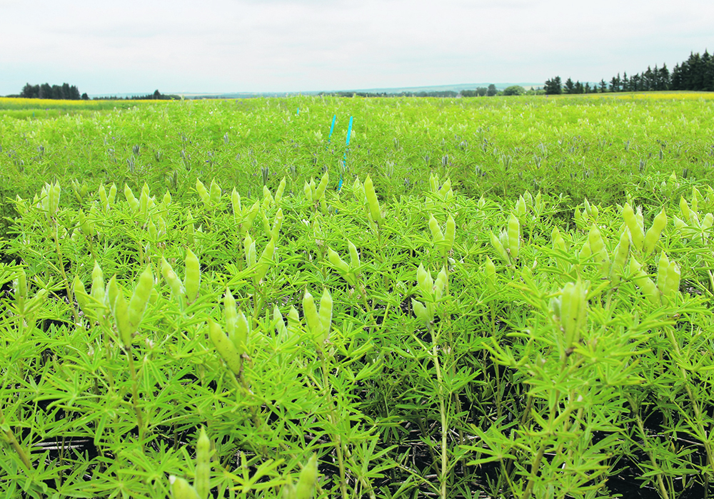 A fully podded field of lupins. The crop is similar to peas in that it thrives with regular rainfall and moderate temperatures.   |  Alberta Pulse Growers photo