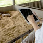 Now, instead of data cards and sheets to fill out every day, sow information is entered into portable devices carried by staff. | Getty Images