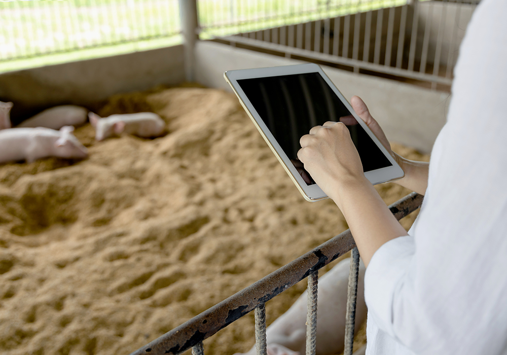 Now, instead of data cards and sheets to fill out every day, sow information is entered into portable devices carried by staff. | Getty Images