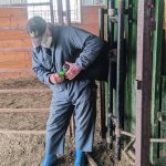 A Moonsyst Smart Rumen Bolus is inserted at MBFI’s Brookdale Farm north of Brandon. | MBFI photo