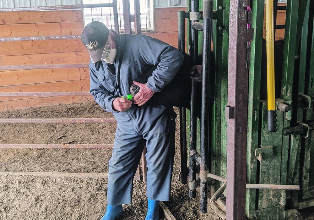 A Moonsyst Smart Rumen Bolus is inserted at MBFI’s Brookdale Farm north of Brandon.   |  MBFI photo