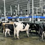 Cows are brought to multiple robotic milking machines as part of a batch milking system in Texas. | DeLaval photo