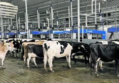 Cows are brought to multiple robotic milking machines as part of a batch milking system in Texas.  |  DeLaval photo