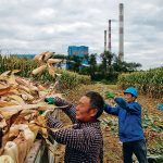 China has for years moved cautiously on the deployment of GM crops, but in January said it will expand the planting of GM soybeans and corn after pilot projects showed good results in improving yields and lowering costs compared to conventional types of seeds. | Reuters photo